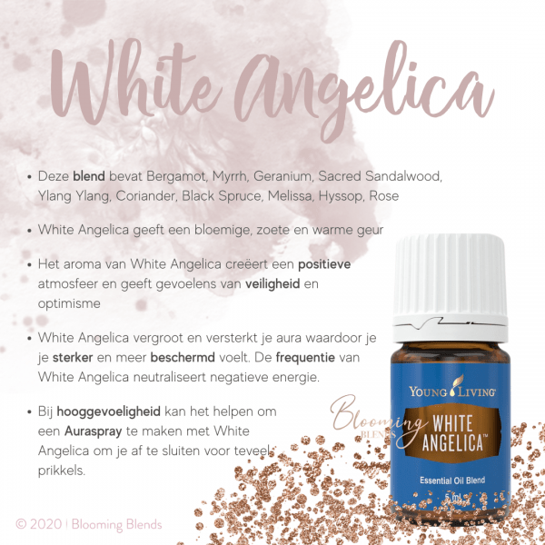White Angelica