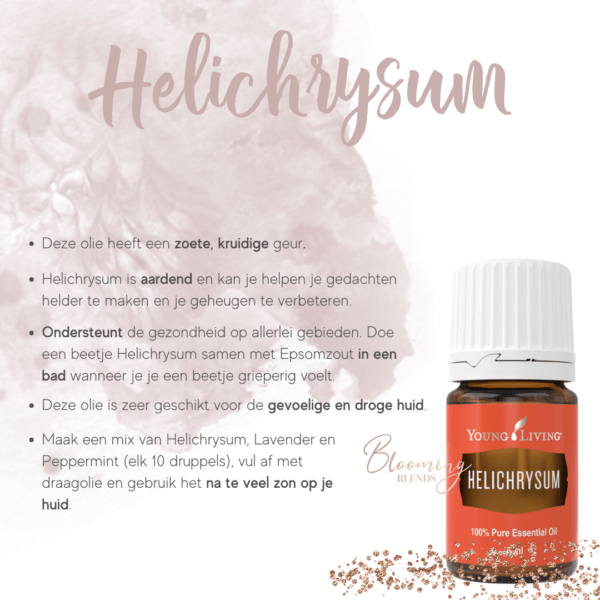 Helichrysum Helichrysum
