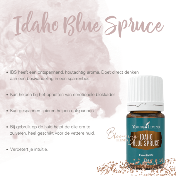 Idaho Blue Spruce-2 Idaho Blue Spruce-2