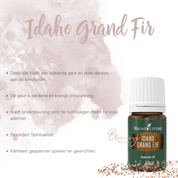 Idaho Grand Fir-2 Idaho Grand Fir-2