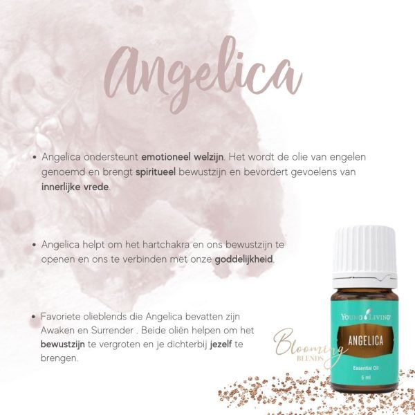 Angelica-2 Angelica-2