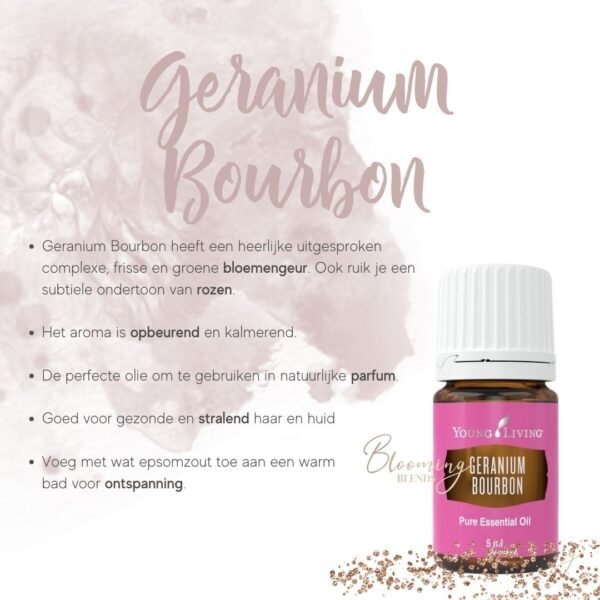 Geranium Bourbon-2 Geranium Bourbon-2