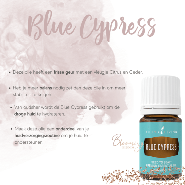 Blue Cypress tekst Blue Cypress tekst